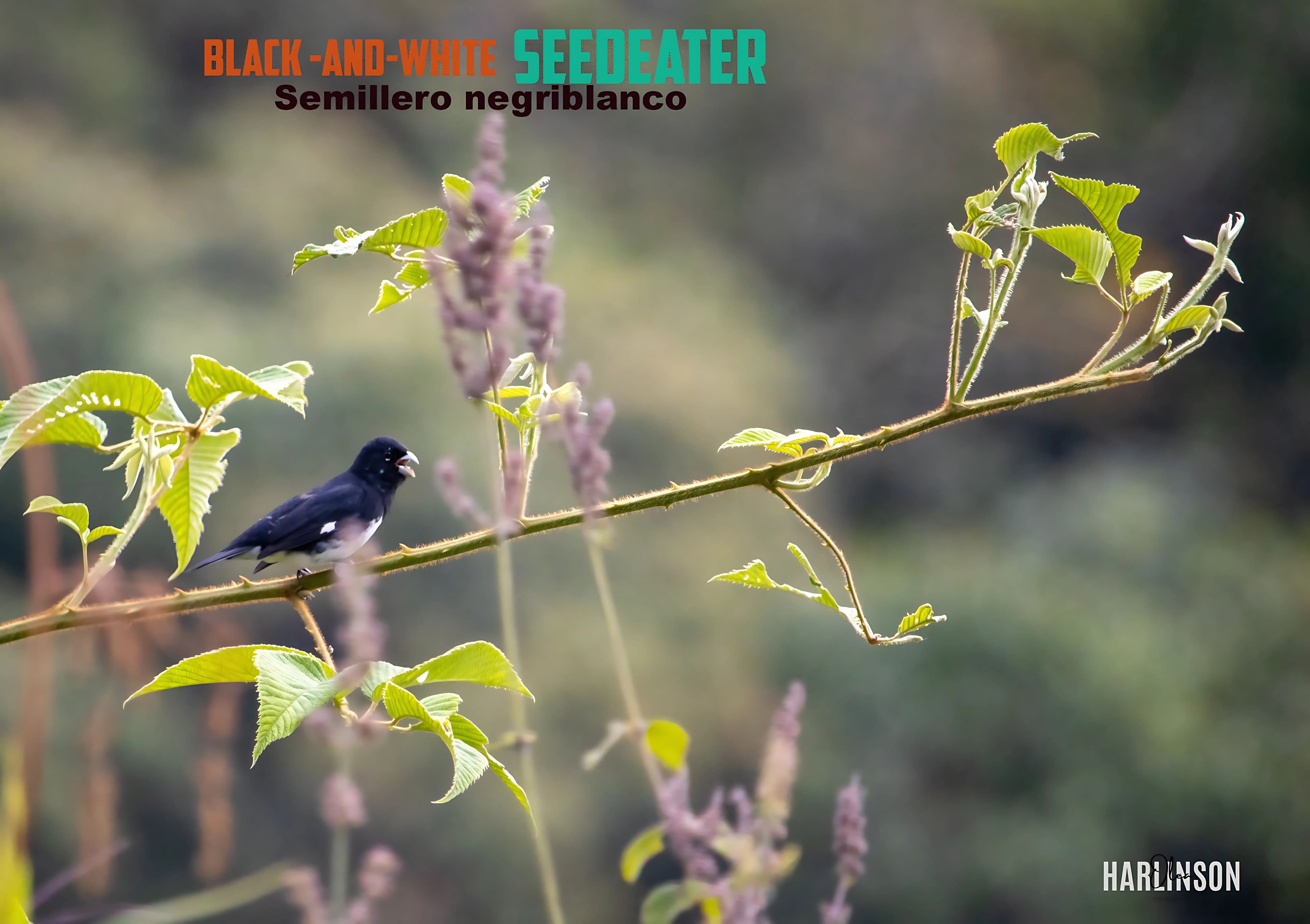 Semillero negriblanco