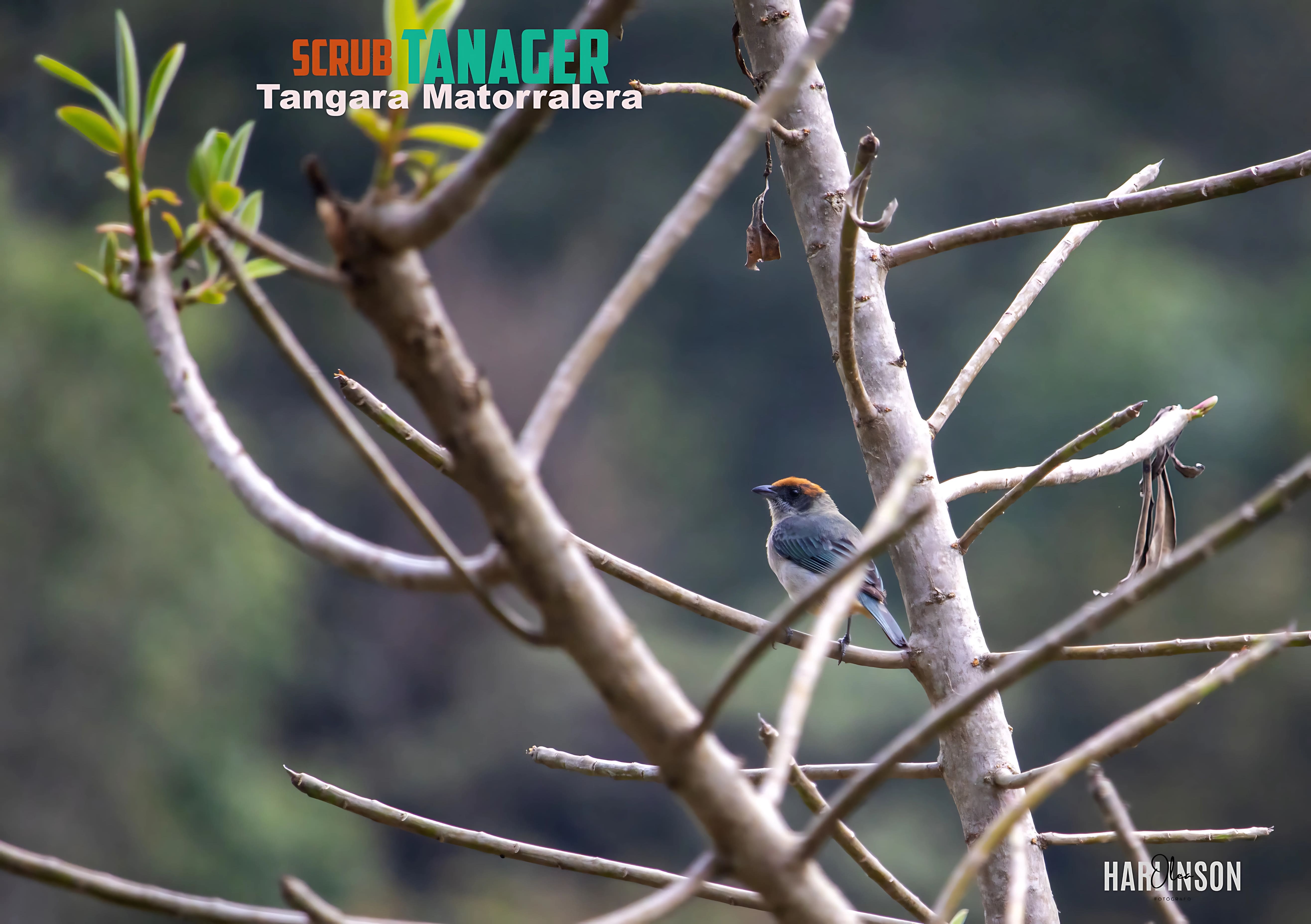 Tangara Matorralera
