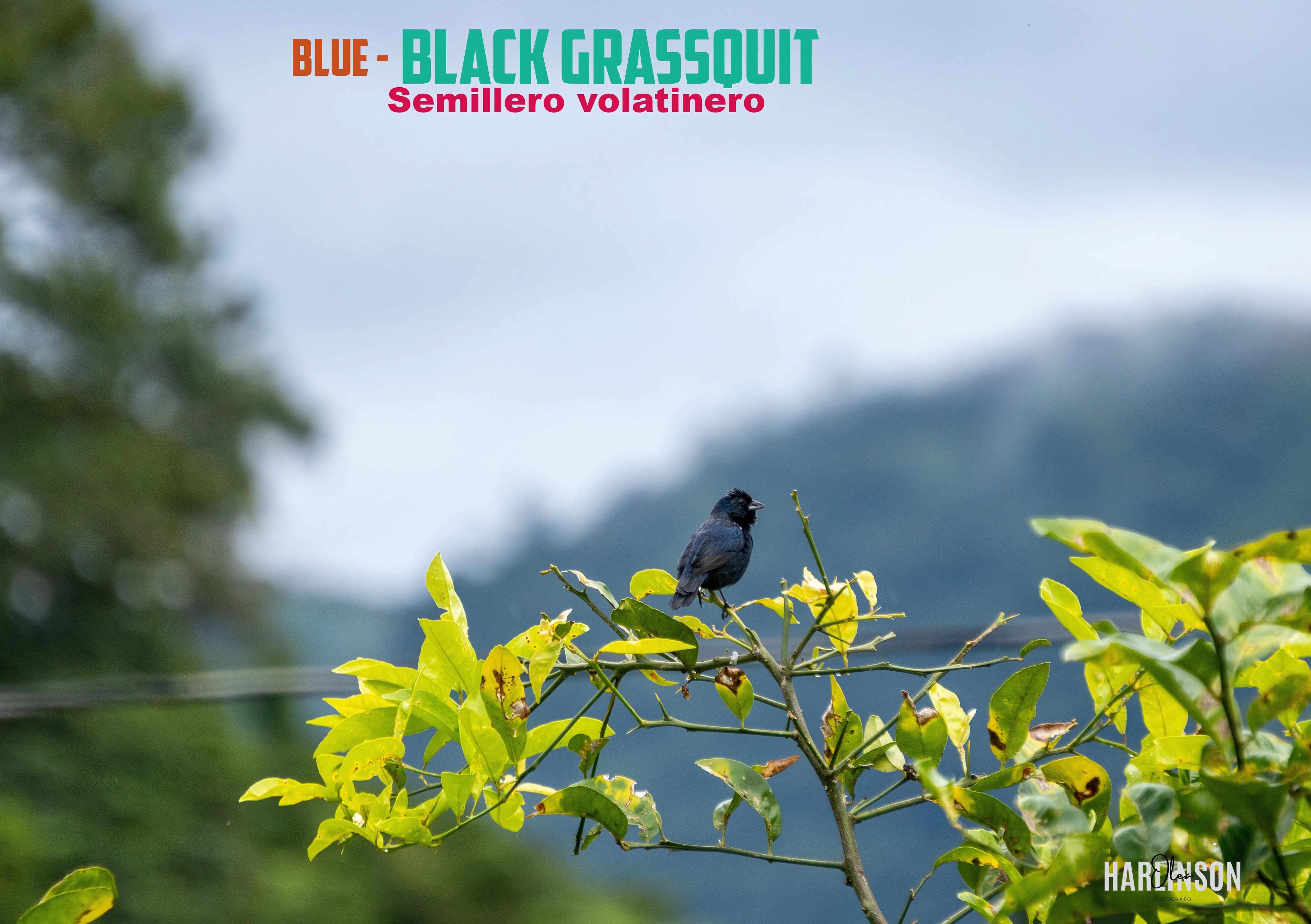 Semillero volatinero