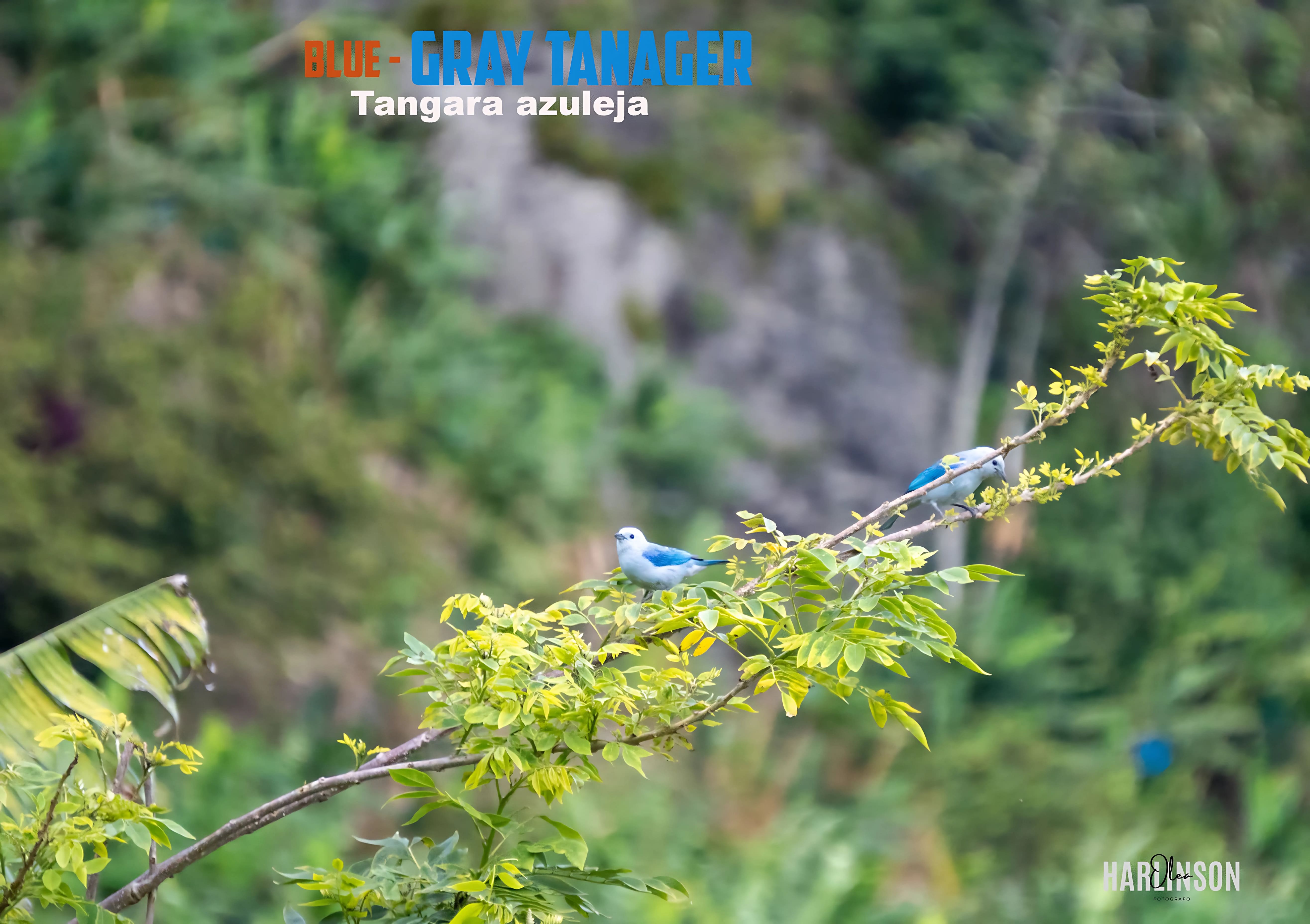 Tangara azuleja