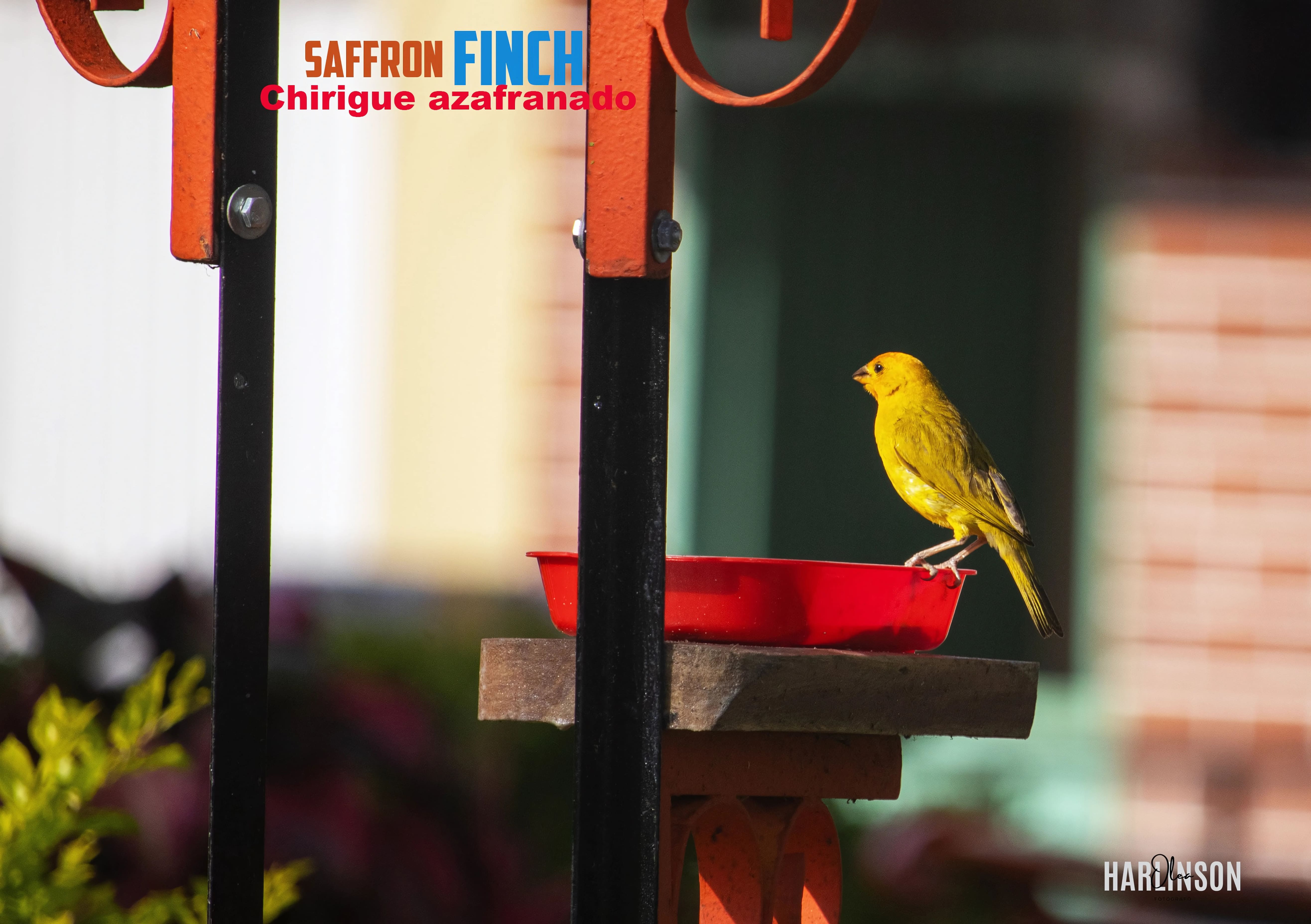 Chirigüe azafranado