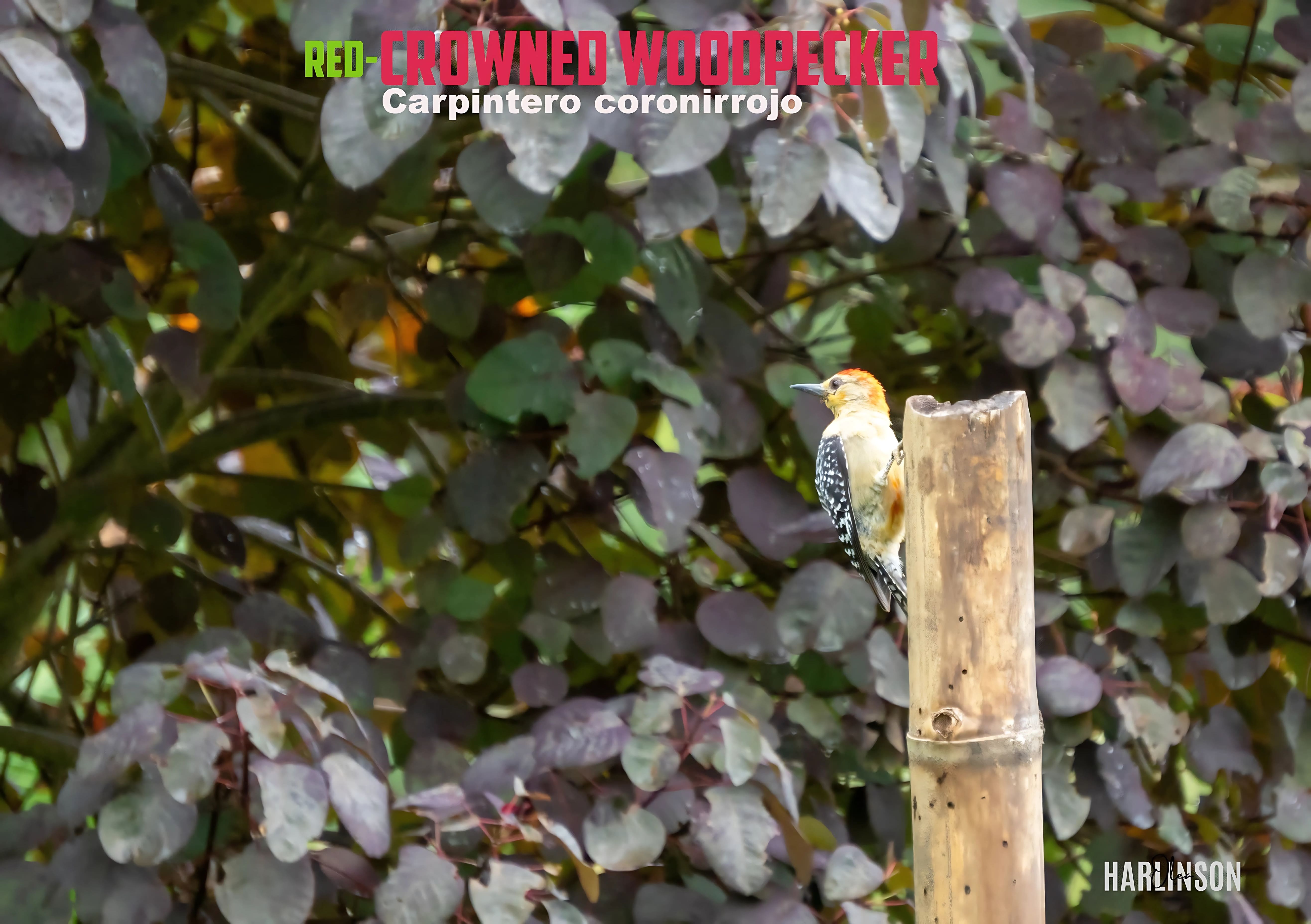 Carpintero coronirrojo