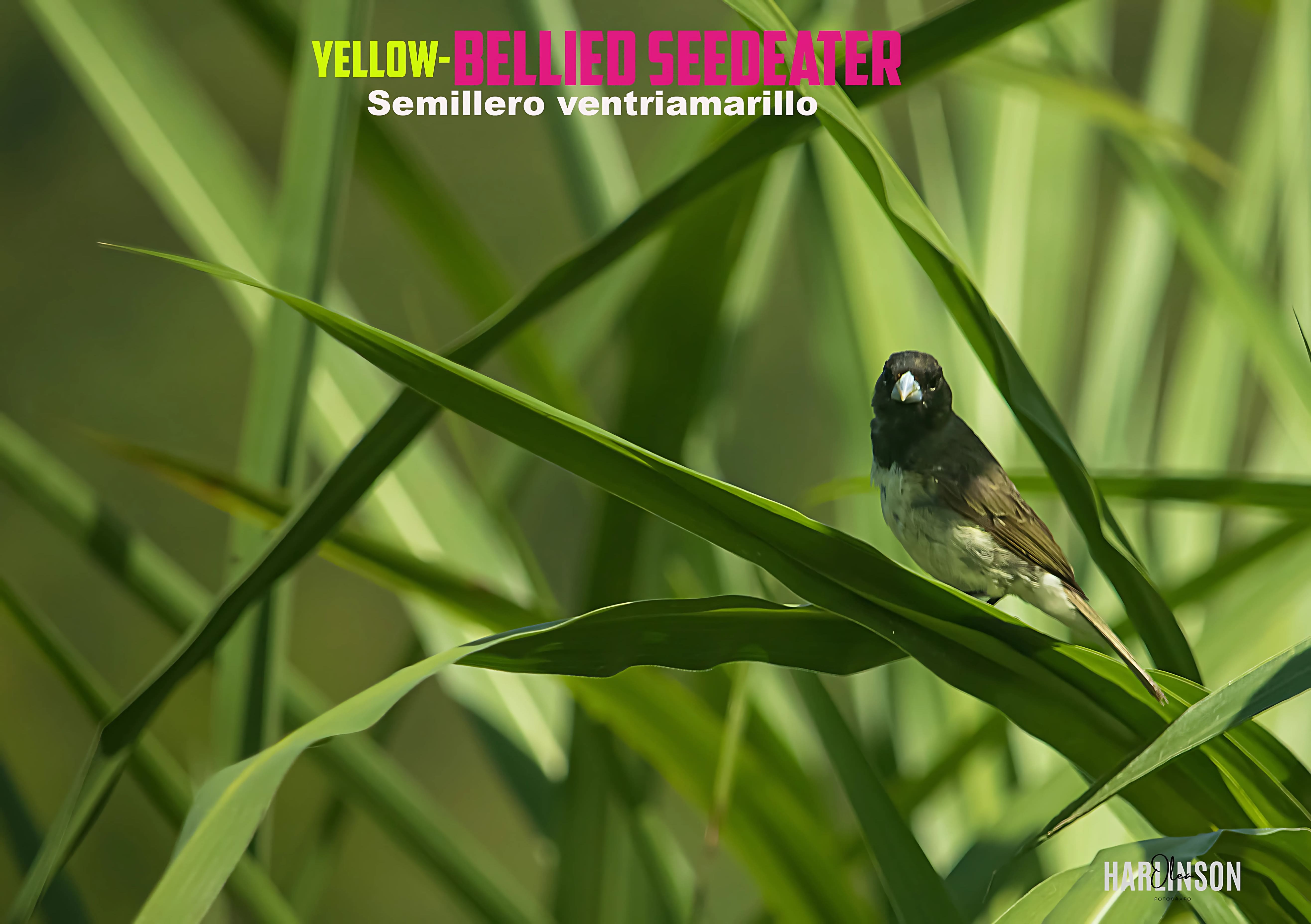 Semillero ventriamarillo