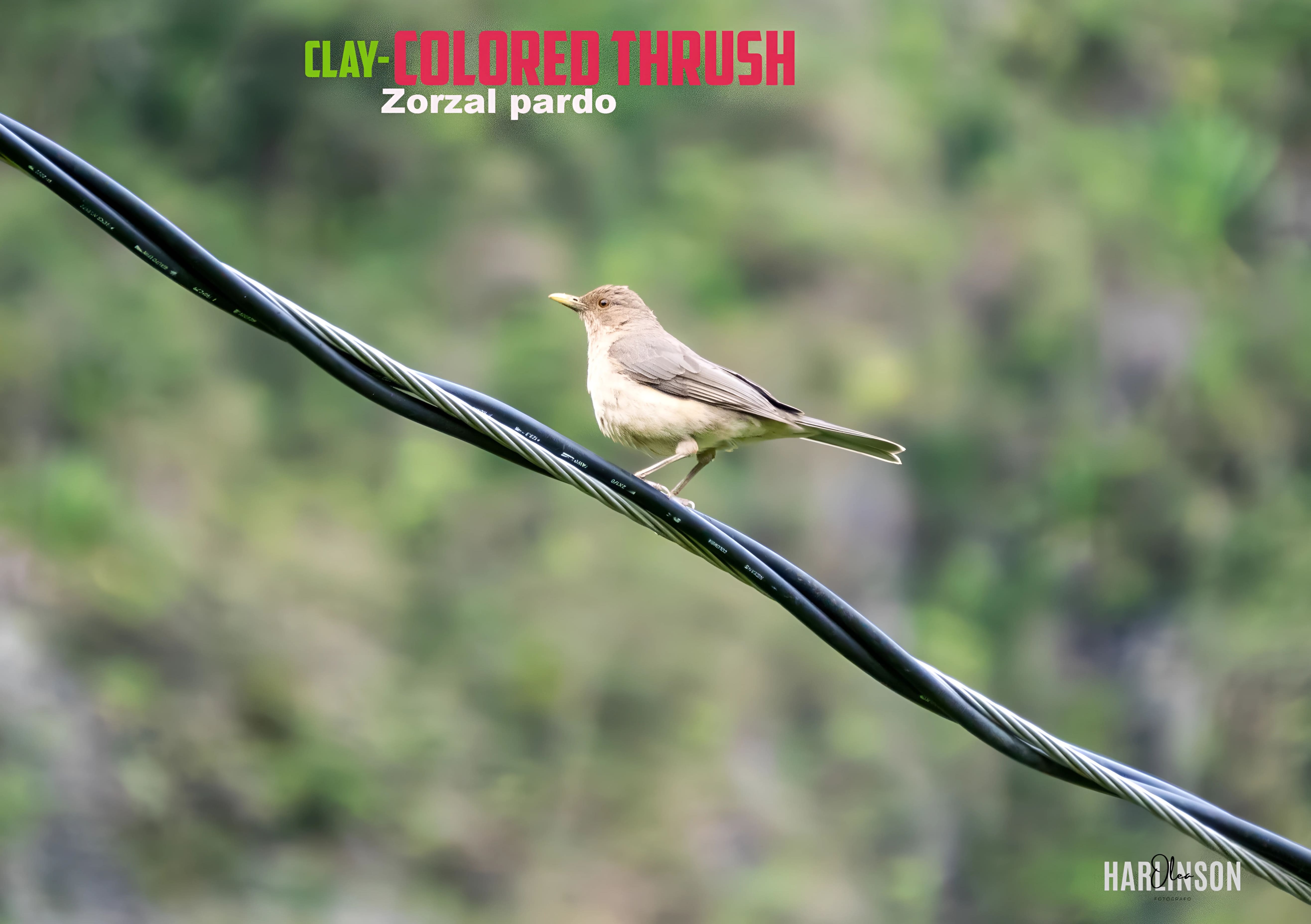 Zorzal pardo