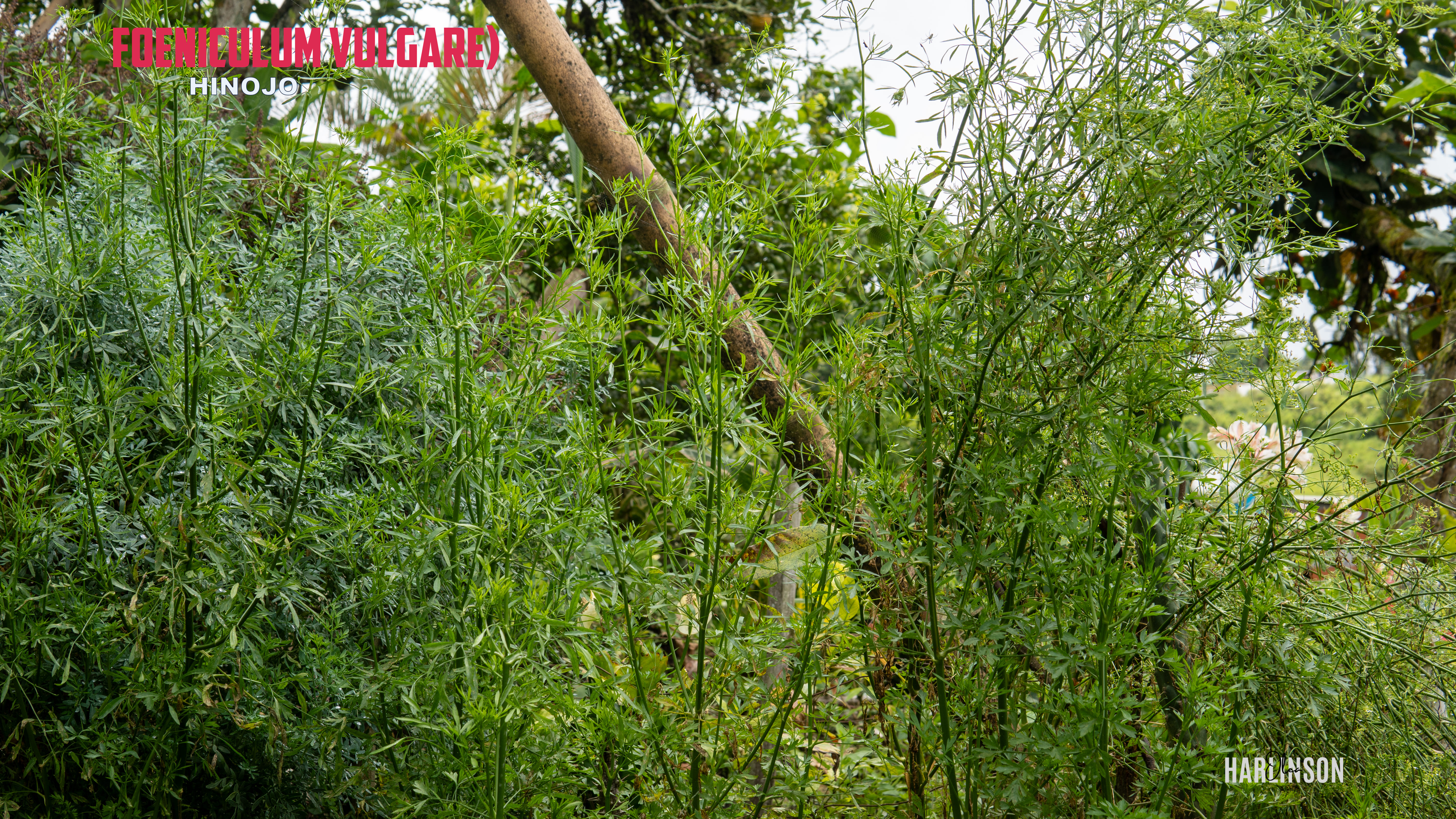 Hinojo